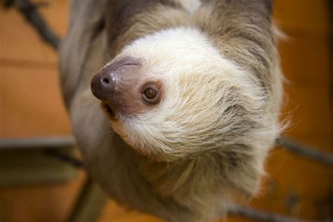 sloth evolution adaptations